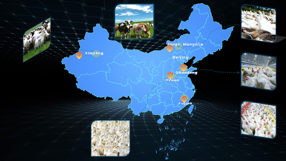 Premium Raw Materials 