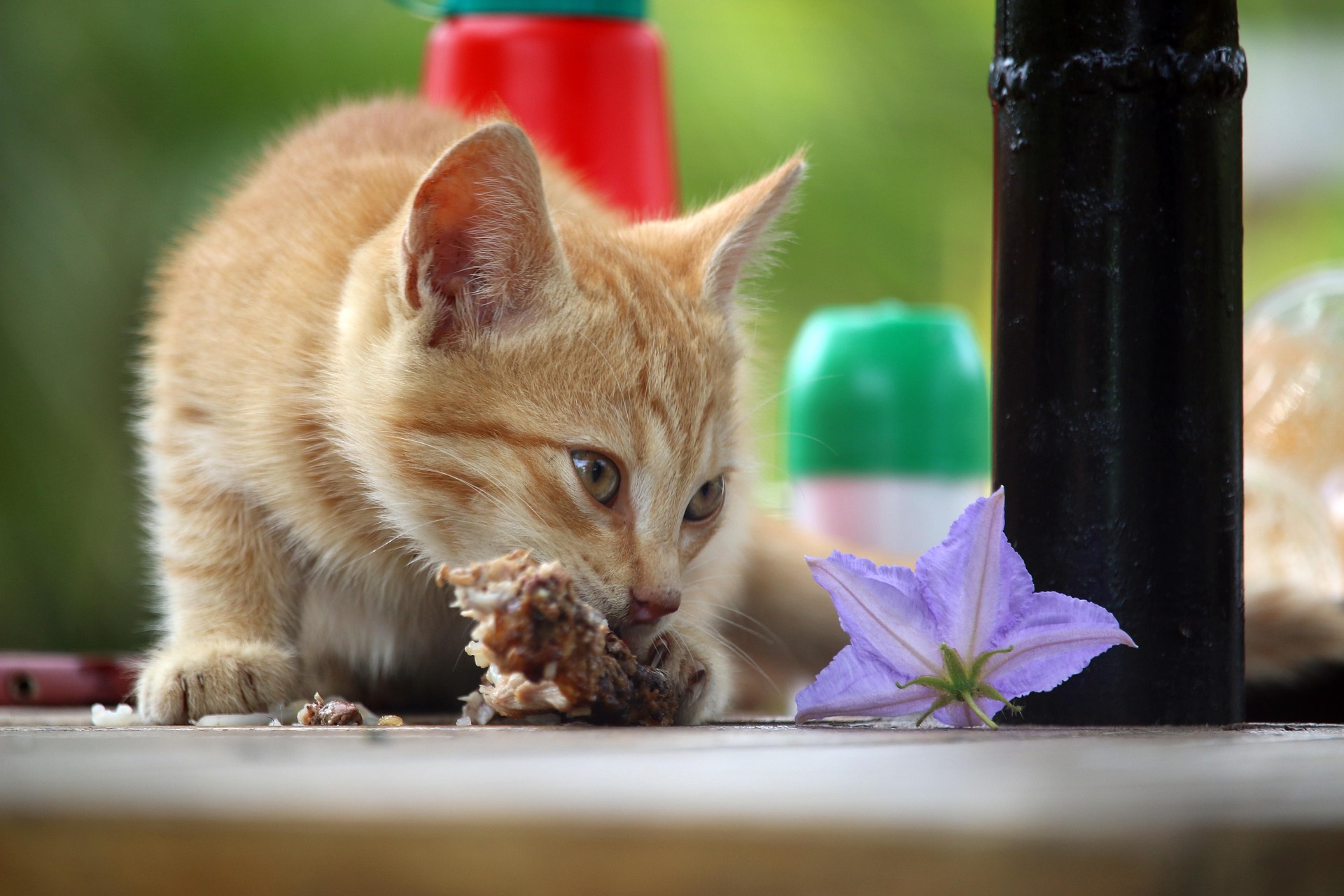 The Truth About Raw Feeding for Dogs and Cats: Science, Safety, and Benefits