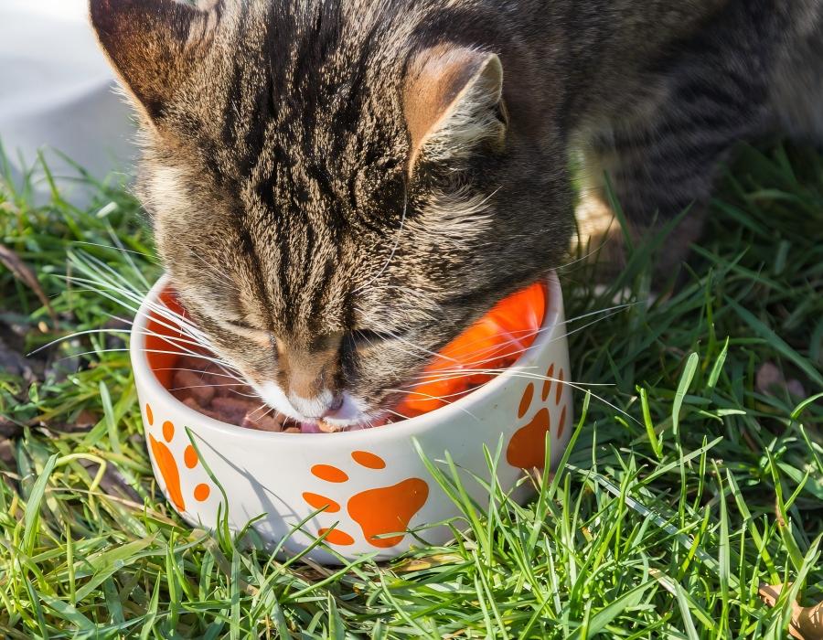 What is the Healthiest Way to Feed a Cat? A Science-Based Guide for 2026
