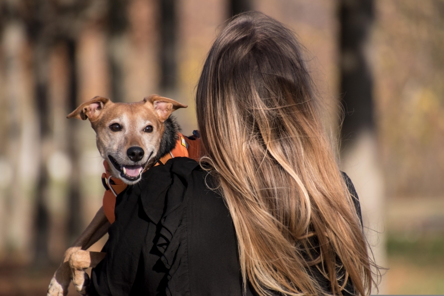 Navigating the Spring-Summer Transition: Why Freeze-Dried Pet Food is the Ultimate Seasonal Solution