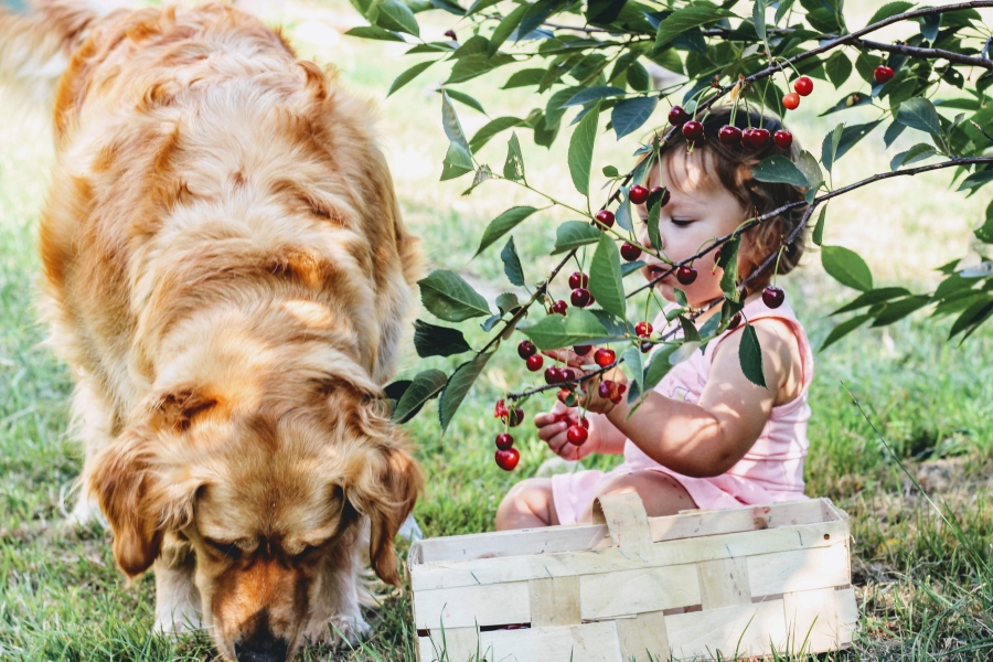 Caring for Pets in the Tropics: Q4 Nutritional Strategies for the Southeast Asian Market
